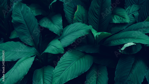 Full Frame of Green Leaves Pattern Background  Nature Lush Foliage Leaf Texture  tropical leaf