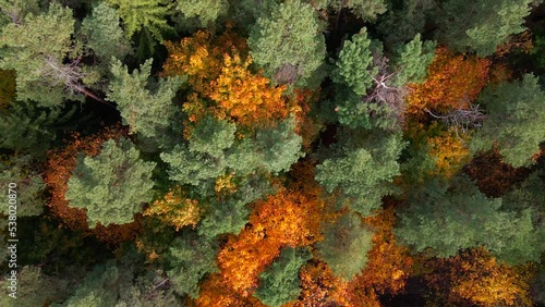 Wallpaper Mural Drone flying over a city park with bright autumn leaves. Torontodigital.ca