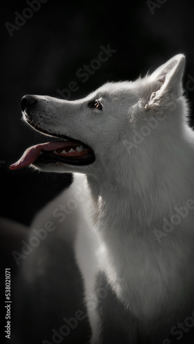 White dog portrait black background