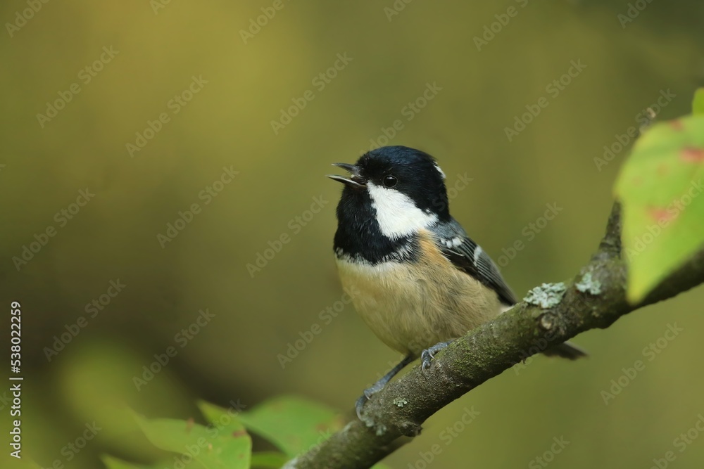 A cute coal tit sitting on the branch. Wildlife scene from forest. Song bird in the natural habitat. Periparus ater A cute coal tit sitting on the branch. Wildlife scene from forest. Song bird in the natural habitat. Periparus ater