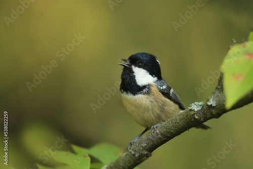 A cute coal tit sitting on the branch. Wildlife scene from forest. Song bird in the natural habitat. Periparus ater