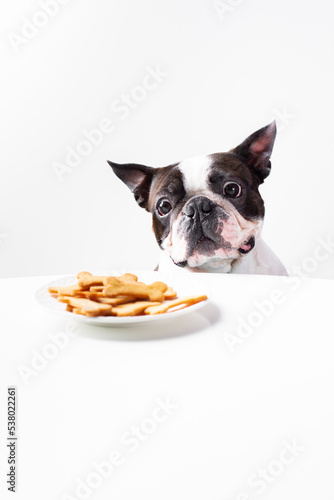Cute dog (boston terrier) with cookies on white background © Anna