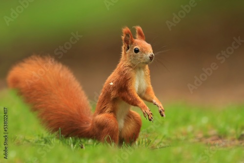 cute red squirrel sitting  is sitting in the grass. Autumn scene with a squirrel. Sciurus vulgaris © Monikasurzin