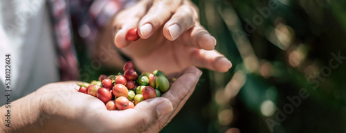 Close-up of agriculturist hands holding arabica coffee berries in a coffee plantation.
