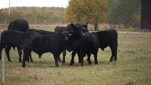 Wallpaper Mural Several black bulls are looking at the camera standing in a meadow. Footage of bulls on a walk Torontodigital.ca