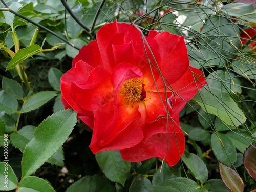 Red flower 