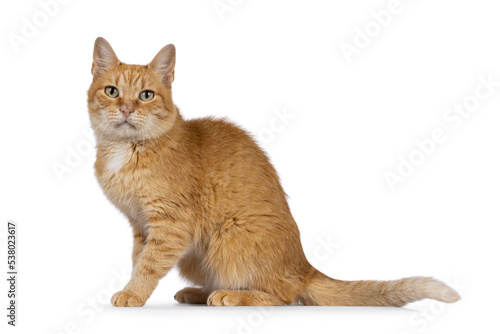 Adult sweet red house cat, sitting up side ways. Looking towards camera with beautiful green eyes. Isolated on a white background. © Nynke