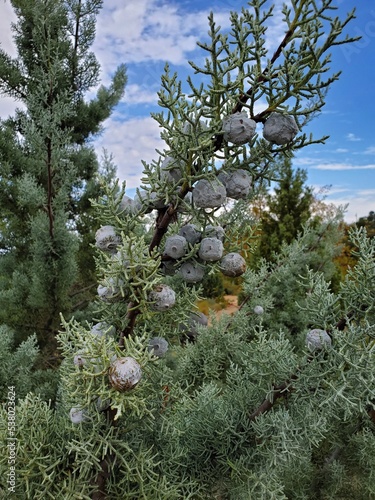 pine tree branches