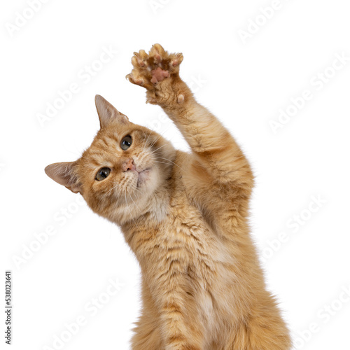 Fotografie Funny head shot of adult sweet red house cat, sitting up facing front with one paw high in air waving hello