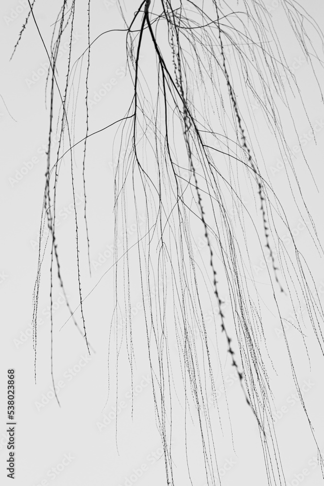Texture of tree branches in winter. Monochrome Texture of tree branches in winter. Monochrome