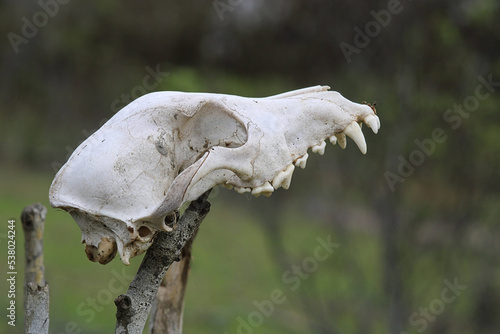 skull of a cow