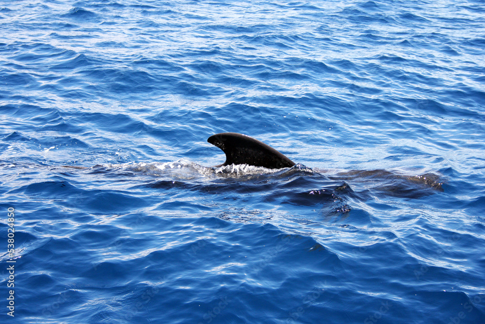 Big dolphin swimming in the blue ocean in Tenerife, Spain. Big fin. Wavy water. Big dolphin swimming in the blue ocean in Tenerife, Spain. Big fin. Wavy water.