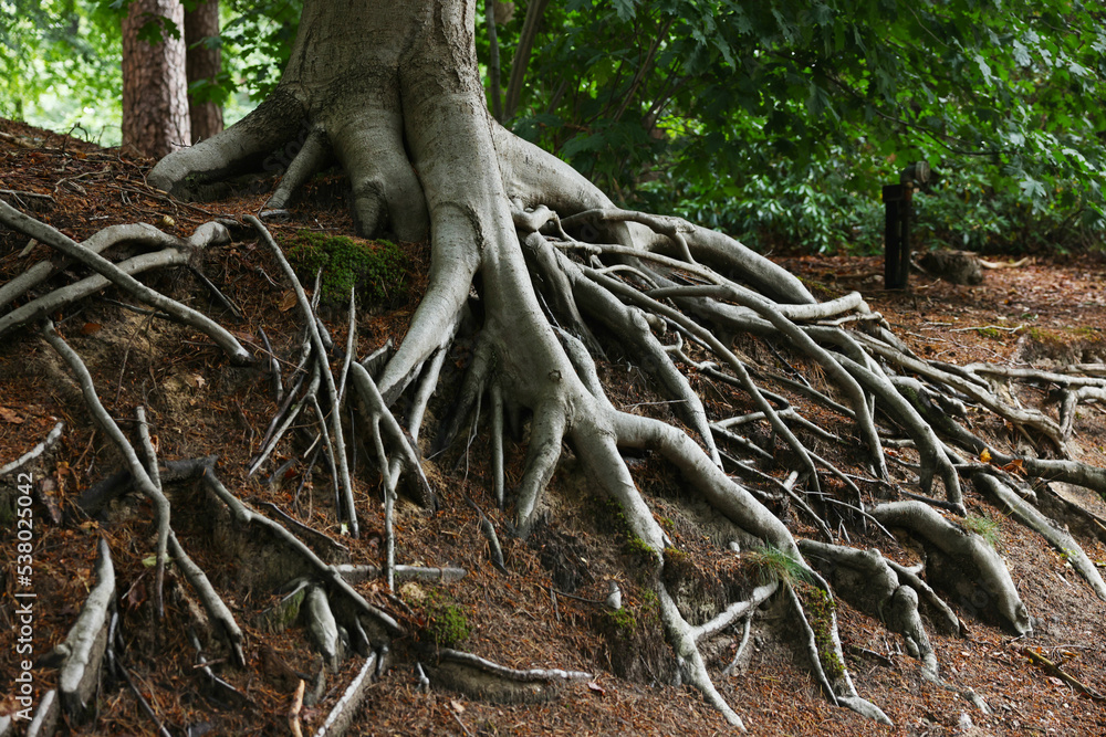 Beautiful tree with roots showing above ground in forest Beautiful tree with roots showing above ground in forest