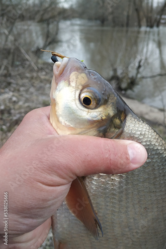 Fototapeta Naklejka Na Ścianę i Meble -  Spring fishing on the river, catch.
