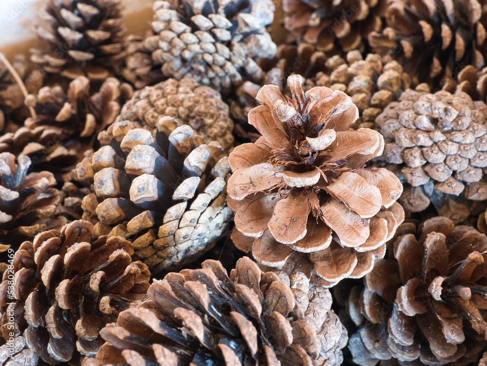 Closeup of several conifer cones in a heap. Focus on the foreground, blur effect, full frame Closeup of several conifer cones in a heap. Focus on the foreground, blur effect, full frame