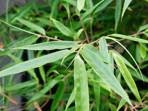 Close-up of green leaves of a bamboo plant  species Fargesia scabrida Asian Wonder . Focus on foreground  blur effect