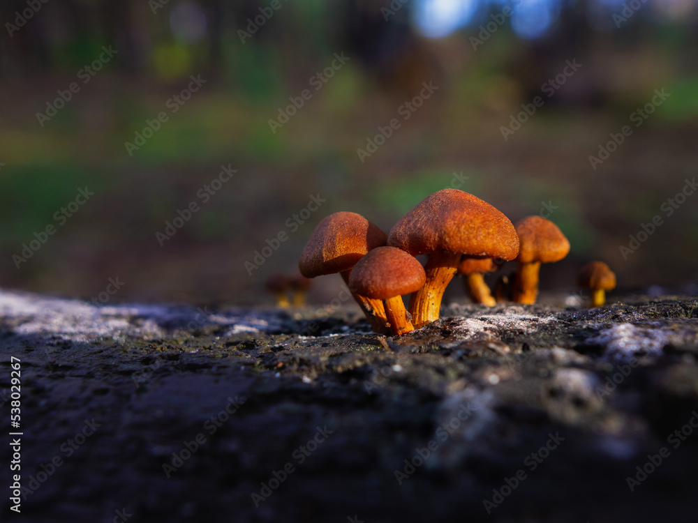 mushrooms on a stump in the forest, orange mushrooms close-up on a neutral green background, autumn landscape with mushrooms, mushroom season mushrooms on a stump in the forest, orange mushrooms close-up on a neutral green background, autumn landscape with mushrooms, mushroom season