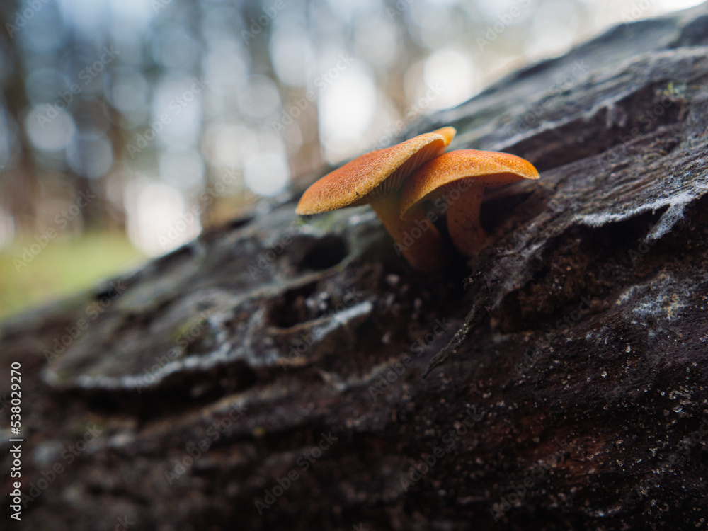 mushrooms on a stump in the forest, orange mushrooms close-up on a neutral green background, autumn landscape with mushrooms, mushroom season mushrooms on a stump in the forest, orange mushrooms close-up on a neutral green background, autumn landscape with mushrooms, mushroom season