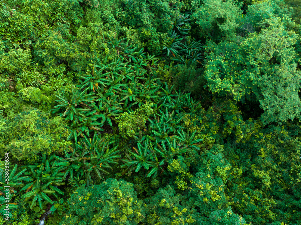 Aerial view of tropical forest in summer Aerial view of tropical forest in summer