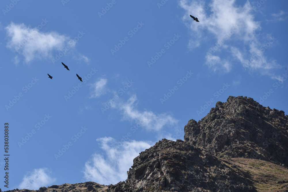 A group of Andean Condors fly above a mountain pass in the Sacred Valley, Cusco, Peru