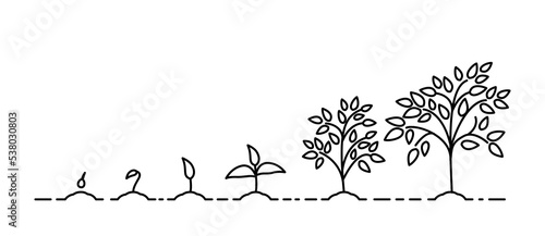 growth stages of a tree from a green leaf to a natural plant. Concept of plant growth.