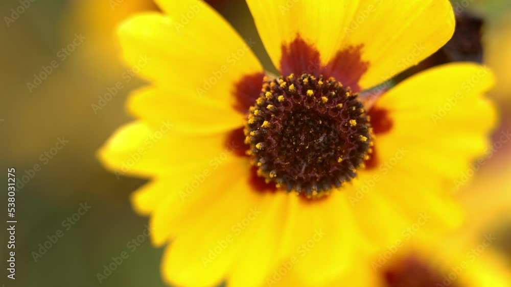 Close up of yellow flower Coreopsis in autumn meadow. Wind waves bright yellow flower in garden. Macro flower background Close up of yellow flower Coreopsis in autumn meadow. Wind waves bright yellow flower in garden. Macro flower background