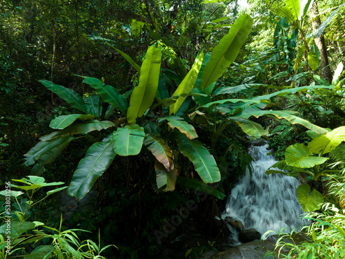 Aerial view of tropical forest in summer