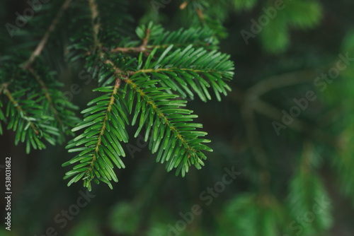 Fir tree brunch close up, Christmas wallpaper concept. Christmas Background with beautiful green pine tree brunch close up. Green prickly branches of a fur-tree or pine. 