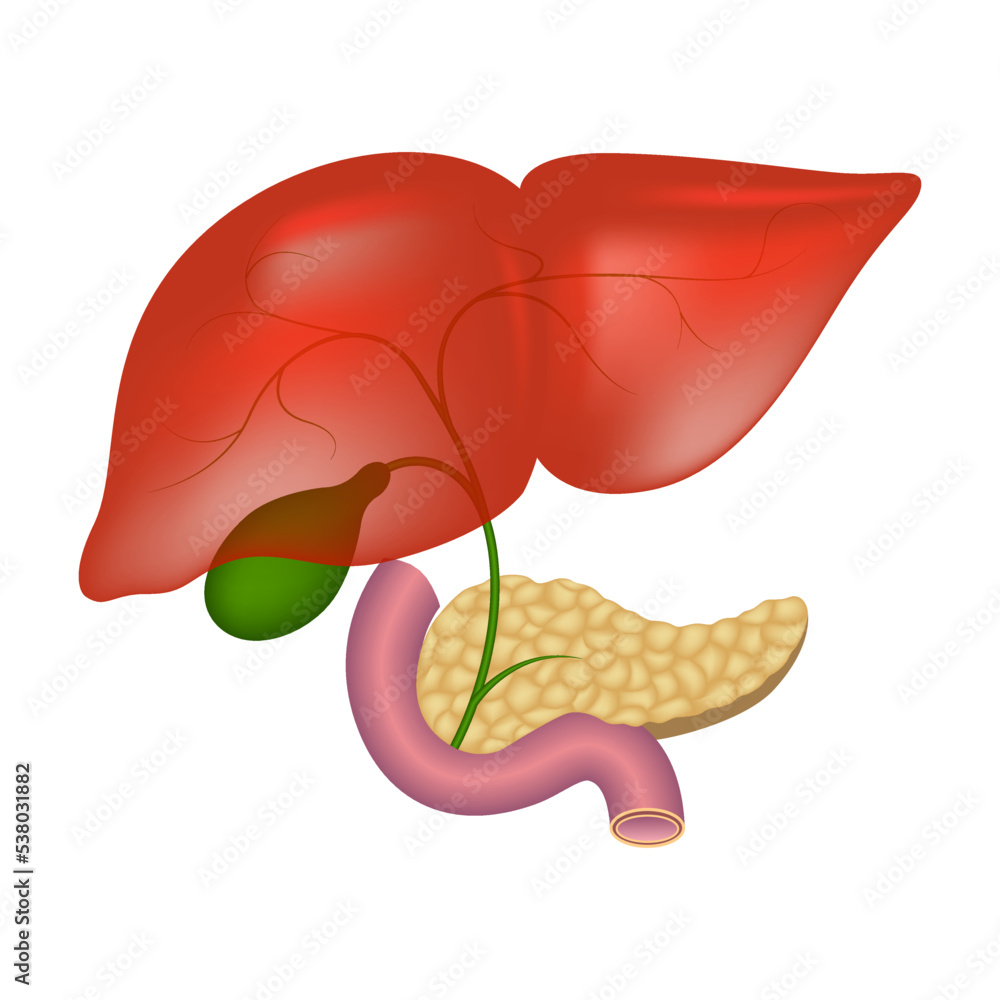 Bile ducts in the liver. Medical chart. Vector illustration Stock ... Biology Diagrams