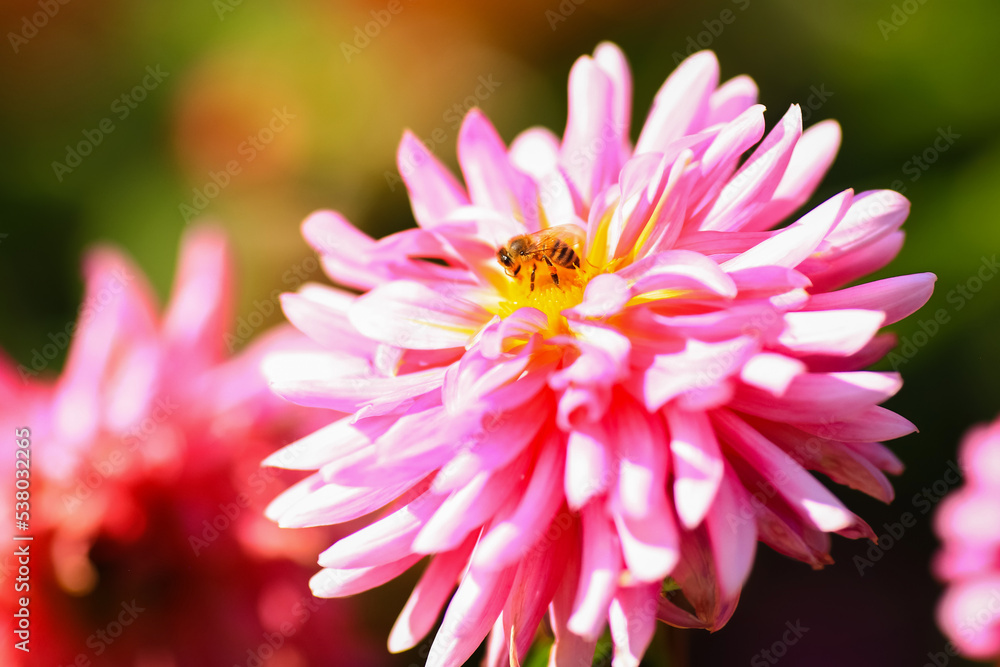 Autumn blooming plant Dahlia Autumn blooming plant Dahlia