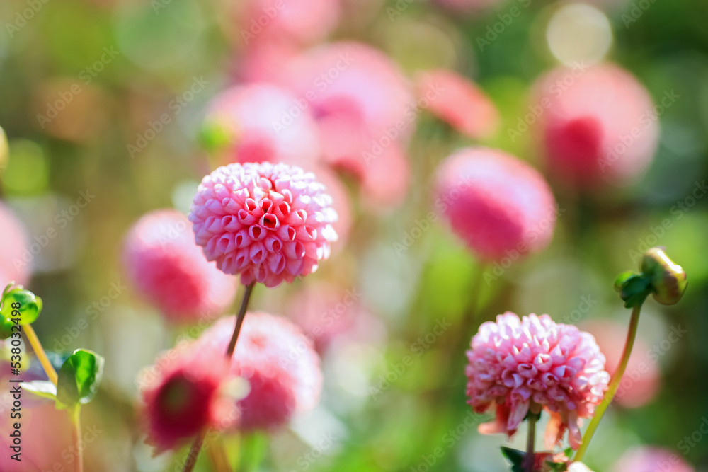 Autumn blooming plant Dahlia Autumn blooming plant Dahlia