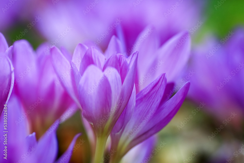 Blooming Colchicum ( autumn Crocus) Blooming Colchicum ( autumn Crocus)