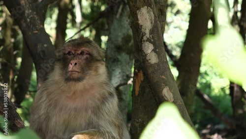 Barbary macaque, Macaca sylvanus, primate head portrait photo