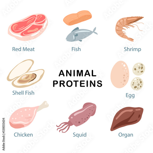 source of animal protein in food