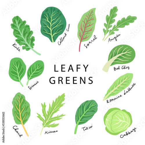 hand drawn leafy greens vegetable illustration