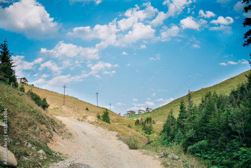 Natural Forest of Spruce Trees, summer green spruce trees, rural landscape, beautiful nature scenery on a sunny day, spruce forest and mountain meadow