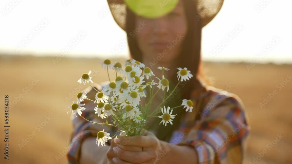 Close-up caucasian woman holding newly collected in field bunch of white daisies. Girl pulling hands with chamomiles into camera. Beautiful grass meadow. Gathering wildflowers. Walking happy girl. Close-up caucasian woman holding newly collected in field bunch of white daisies. Girl pulling hands with chamomiles into camera. Beautiful grass meadow. Gathering wildflowers. Walking happy girl.