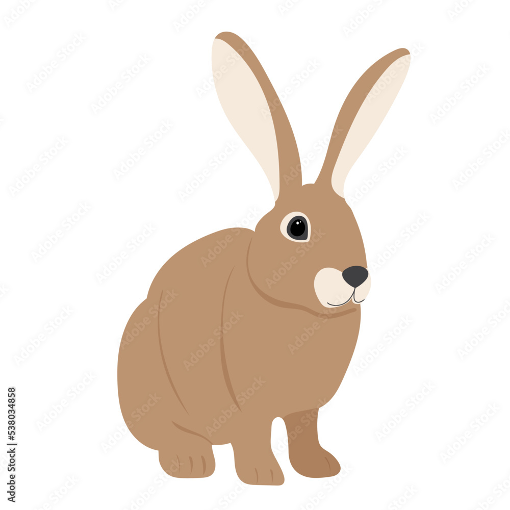 rabbit, brown hare on white background, isolated rabbit, brown hare on white background, isolated