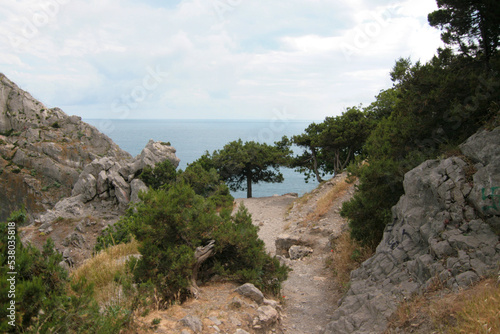 Seaside mountain scenery. A tree growing on the rocks by the water. Mountain Cat, Crimea, Ukraine