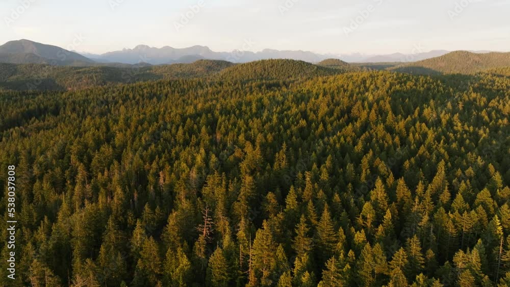 The forest in British Columbia Canada, on the West Coast of BC at sunset. A drone shot of the trees and mountains. The forest in British Columbia Canada, on the West Coast of BC at sunset. A drone shot of the trees and mountains.