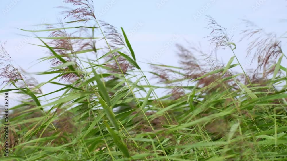 Tall Reed Plants Waving In Wind Gust In Jelgava Natural Reserve, Close Up Tall Reed Plants Waving In Wind Gust In Jelgava Natural Reserve, Close Up