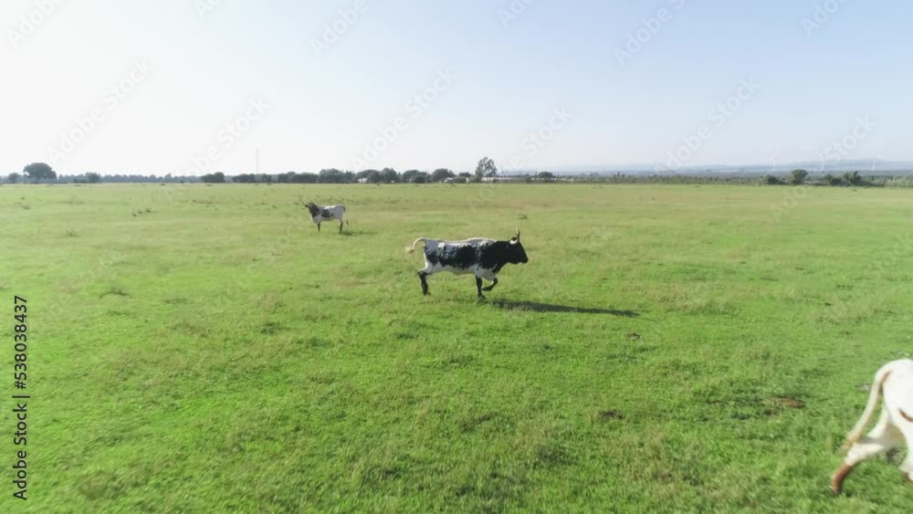 Low aerial flight above a herd of bulls Low aerial flight above a herd of bulls