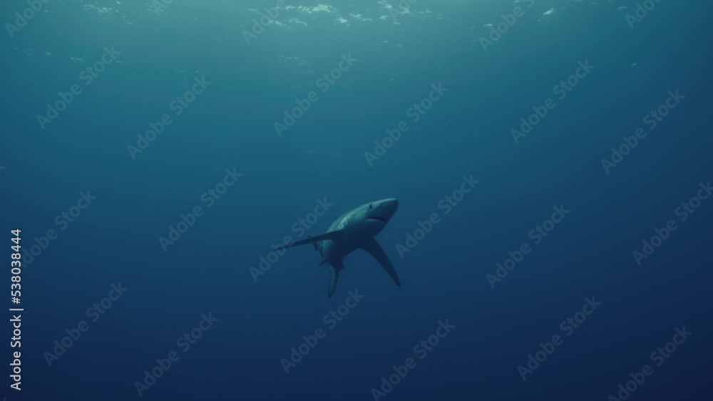 Blue Shark swimming over the diver and getting close in slow motion Blue Shark swimming over the diver and getting close in slow motion