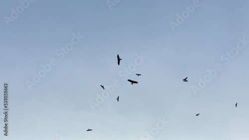 Vultures and crow flying in the sky over dead rotten animal body in a landfill. Looking up low angle view