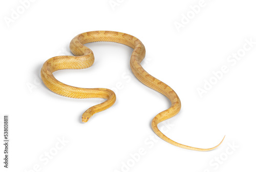 Butter Corn Snake or Red Rat Snake, Pantherophis guttatus, isolated on a white background.