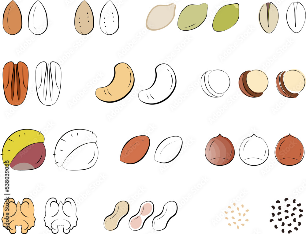 seeds and nuts collection set. flat vector illustration