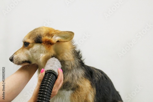 Pet professional master groomer blow drying corgi welsh pembroke dog after washing in grooming salon. Female hands using hair dryer getting fur dried with a blower. Animal hairstyle concept. Close-up.