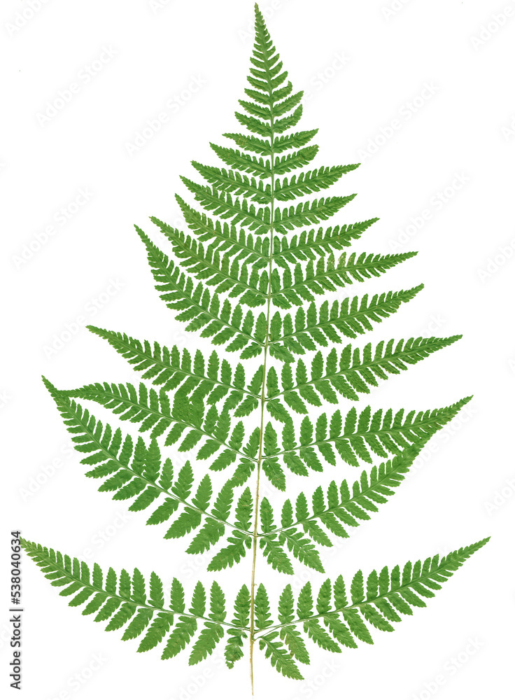 Leaves on a fern branch isolated