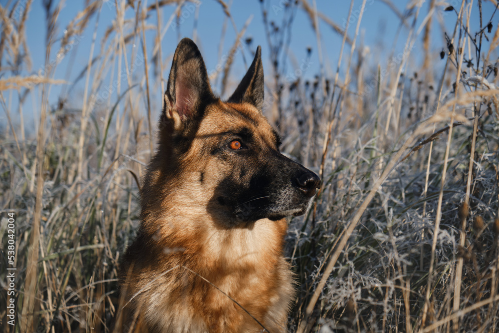 Concept of pet outside, first frost of nature. German Shepherd sits in tall grass covered with frost and basks in rays of sun. Beautiful portrait of dog in winter close up. Concept of pet outside, first frost of nature. German Shepherd sits in tall grass covered with frost and basks in rays of sun. Beautiful portrait of dog in winter close up.