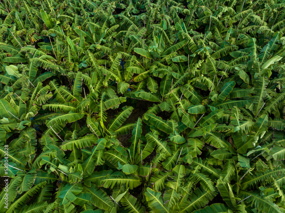 Aerial view of banana trees growing at field Aerial view of banana trees growing at field